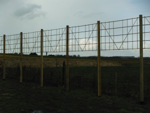 DSCF9842